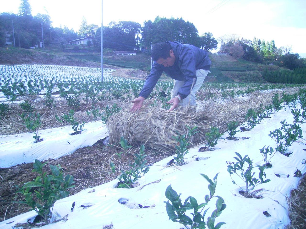 Kamairi japán oolong tea