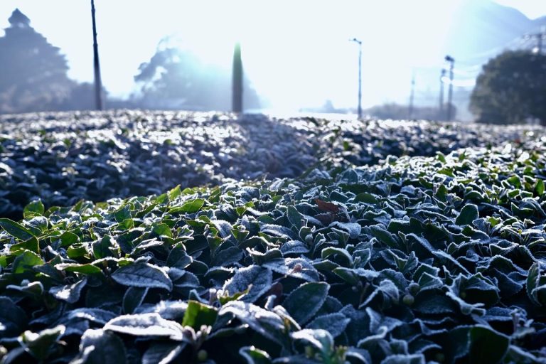 miyazaki sabou bio bancha