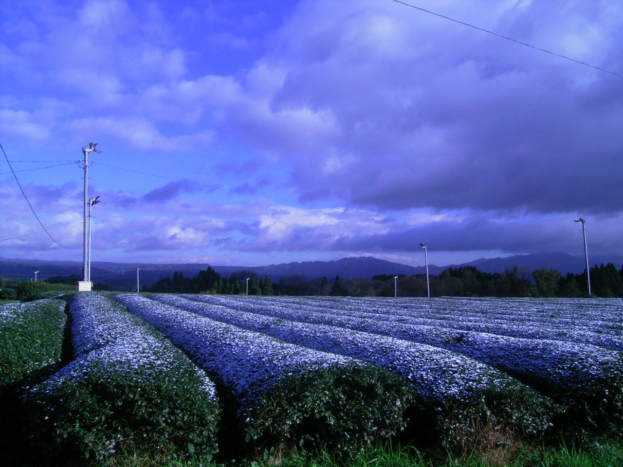 Bio miyazaki Kamairicha