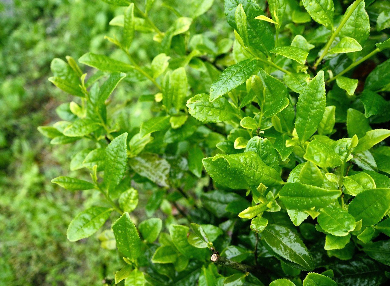 Kamairi japán oolong tea