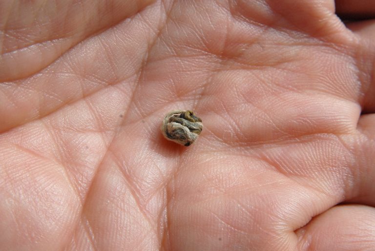 Moli Long Zhu jázmin gyöngy tea