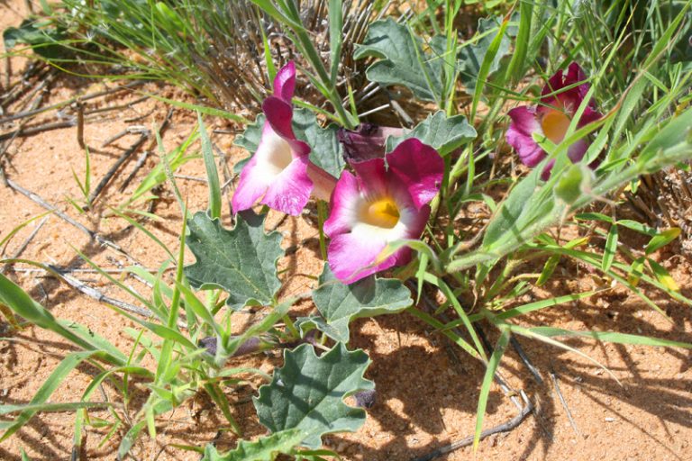 Ördögcsáklya - ördögkarom