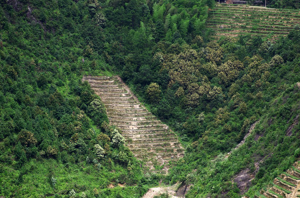 Zhang Úr illatos zöld teája