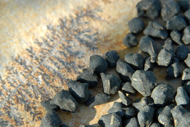 vörös ginszeng király