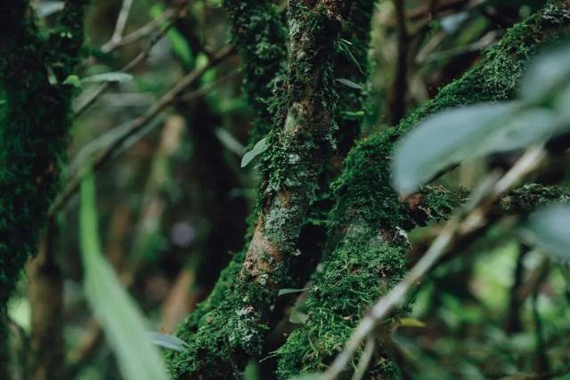 wuyi shan rou gui oolong tea