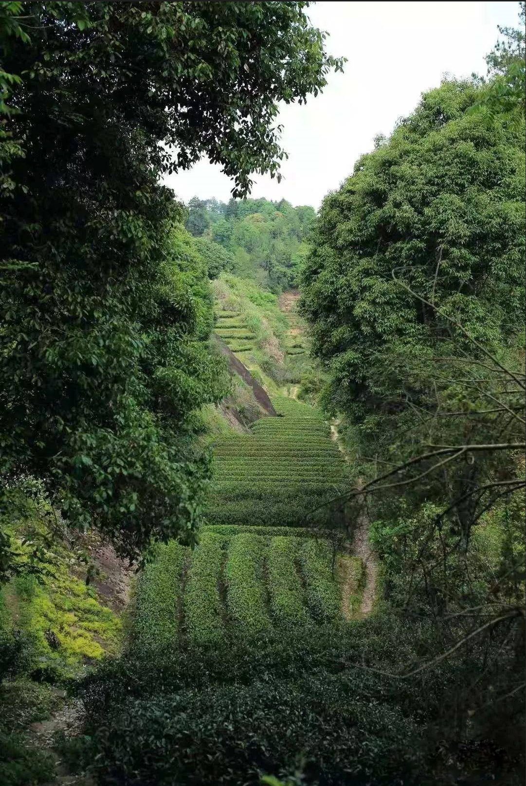 rou gui middle fire oolong tea