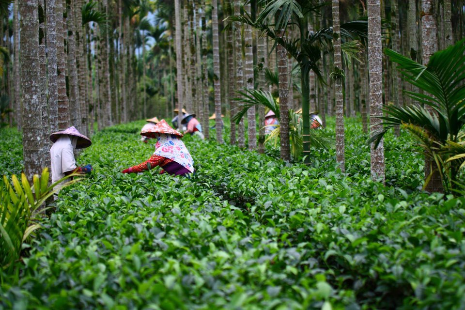 Tajvan Ruby black 18