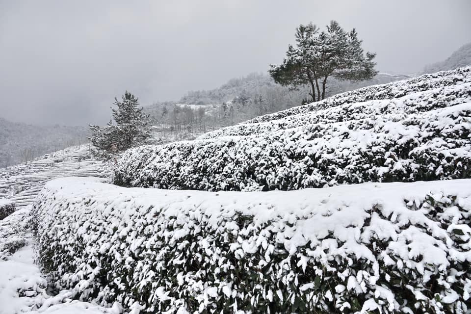 jingwei fu tea sötét tea