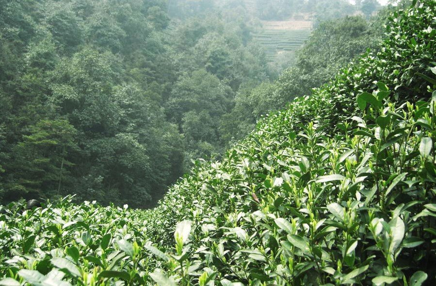 Prémium Shi Feng Long Jing kínai zöld tea