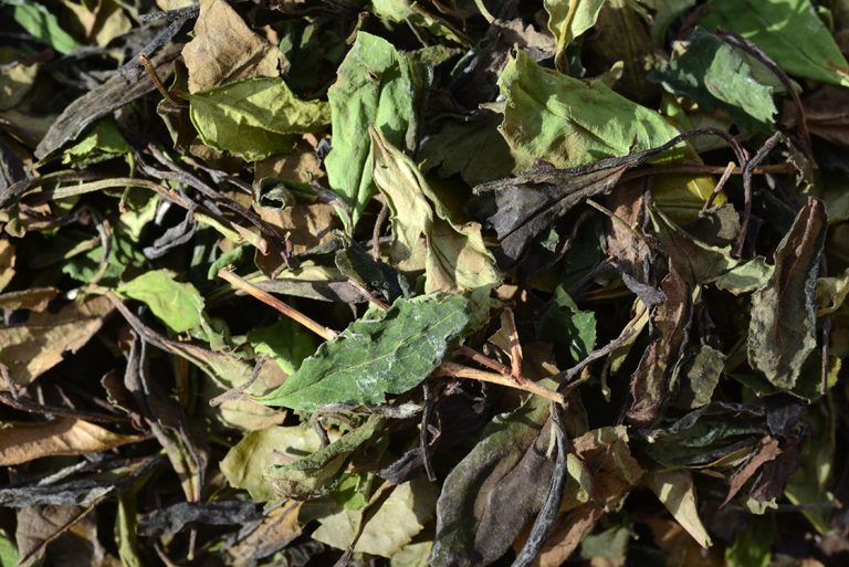 shou mei napon szárított fehér tea