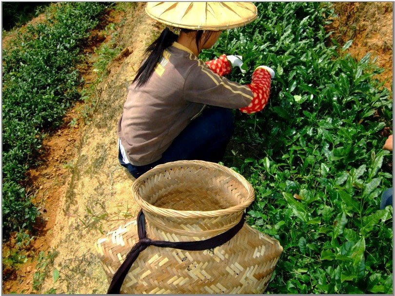 Virágos Tie Guan Yin #500