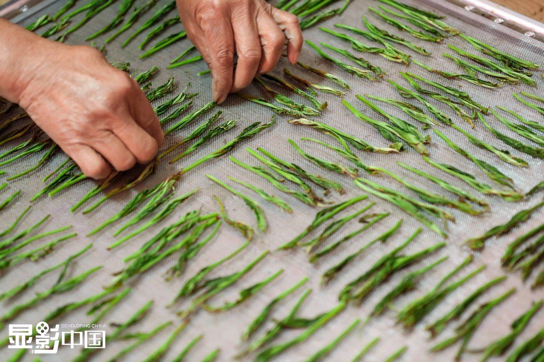 Taiping Houkui 太平猴魁 Taiping Majomkirály 