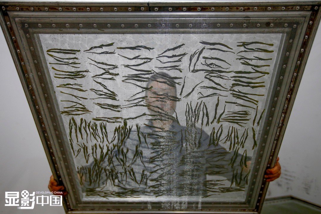 Taiping Houkui 太平猴魁 Taiping Majomkirály 