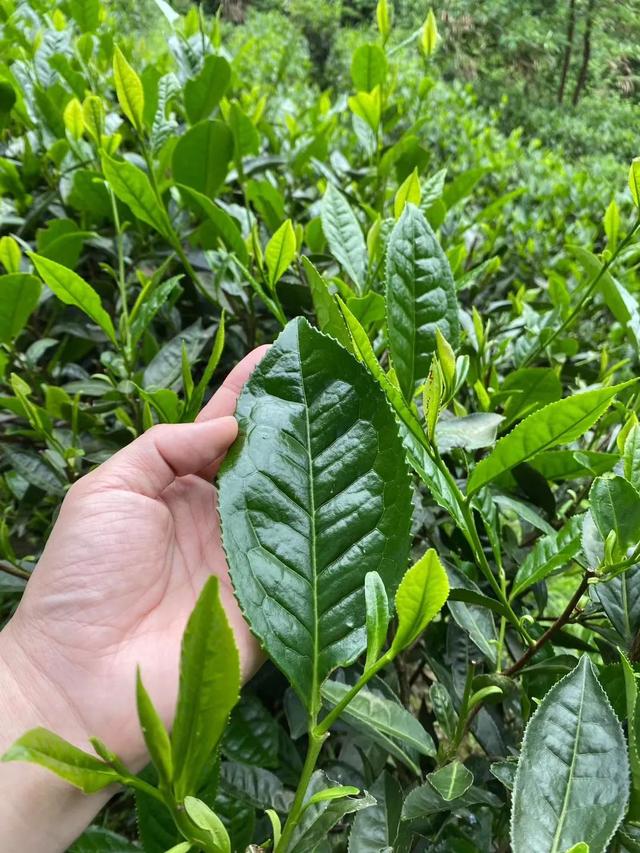 Taiping Houkui 太平猴魁 Taiping Majomkirály 