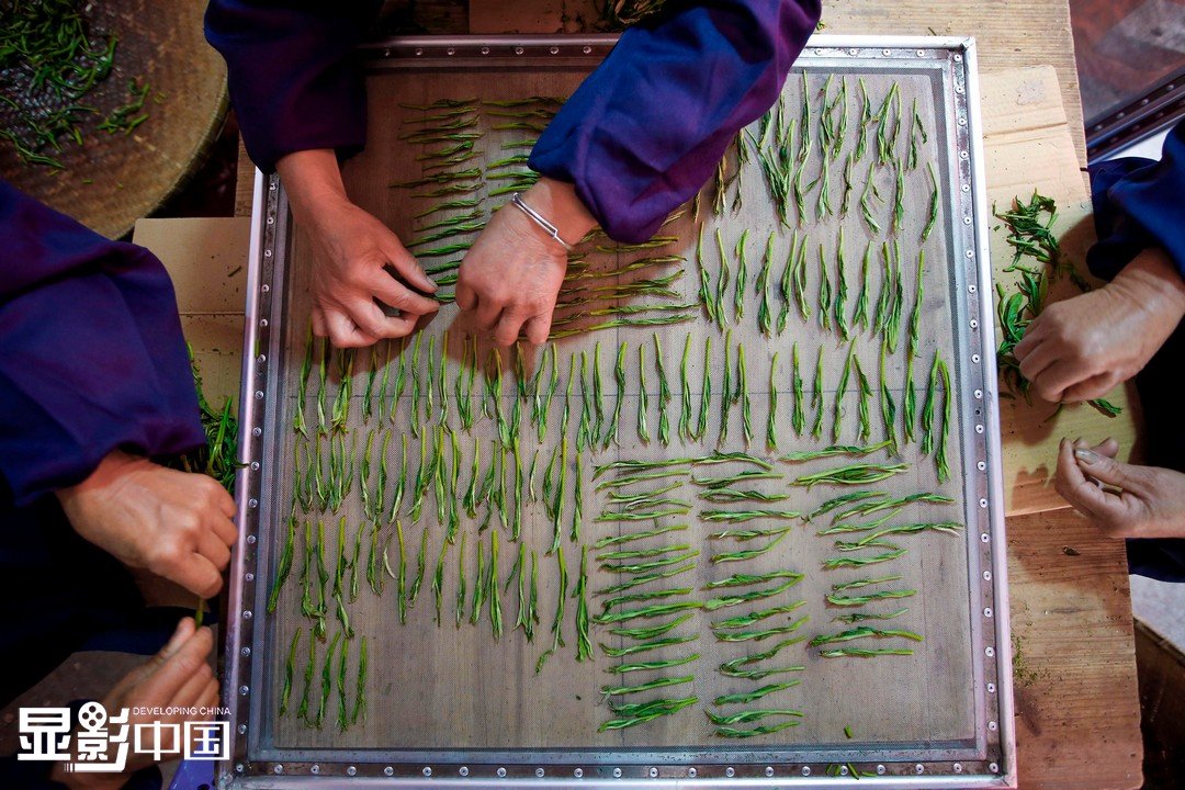 Taiping Houkui 太平猴魁 Taiping Majomkirály 