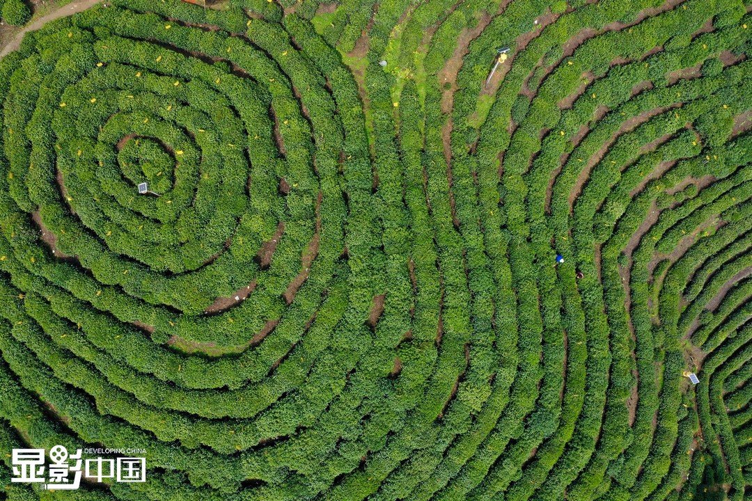 Taiping Houkui 太平猴魁 Taiping Majomkirály 