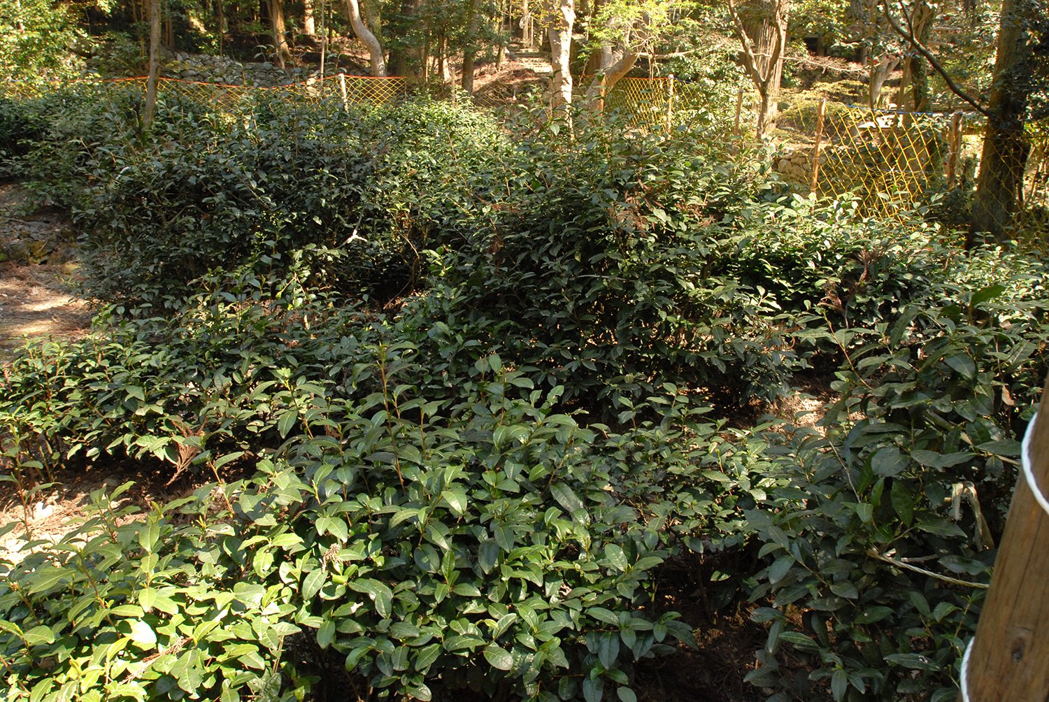 toganoo teaültetvény kozan ji tea harang.jpg