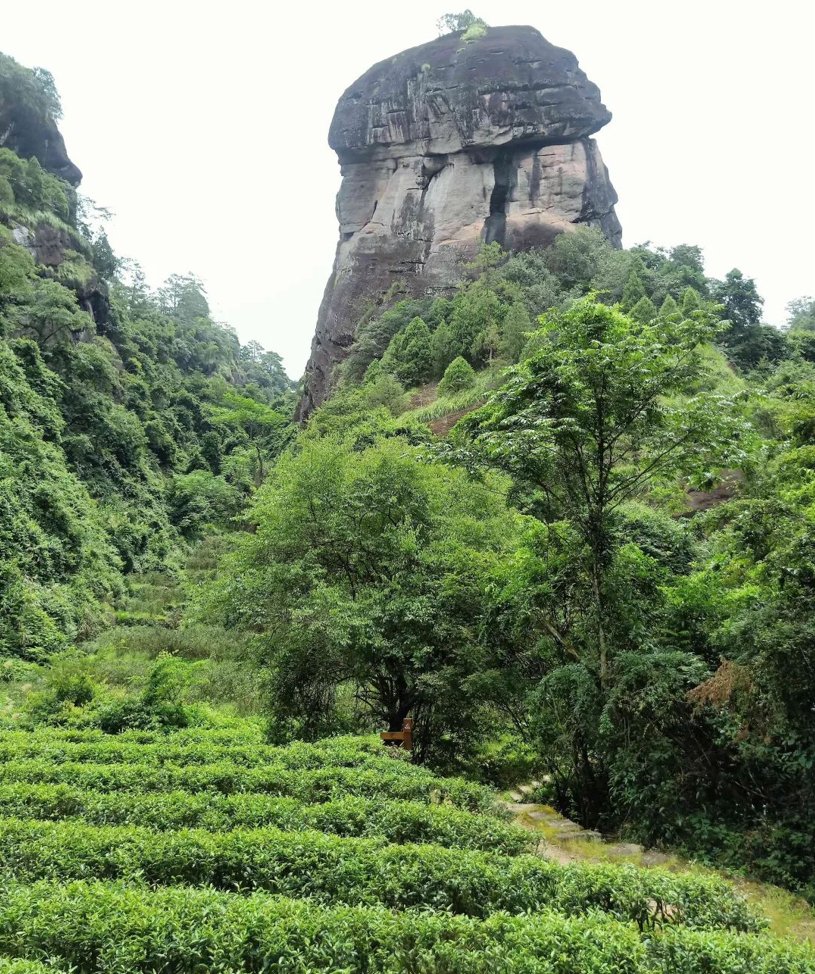 Kis bambuszerdő Rou Gui