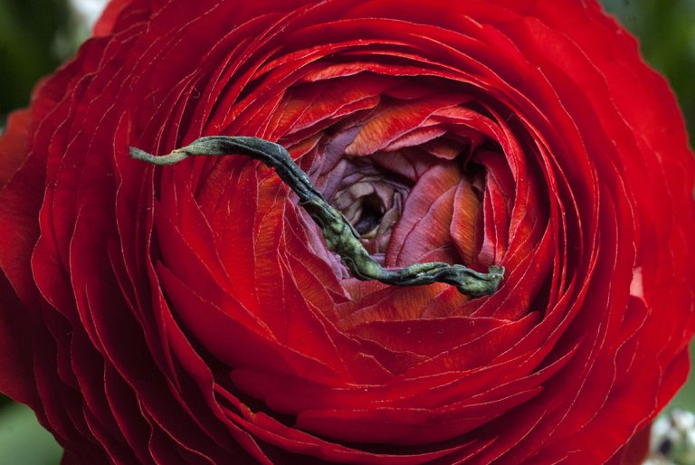 Yunnan Mao Feng 云南毛峰 Havas rügyek yunnani zöld tea