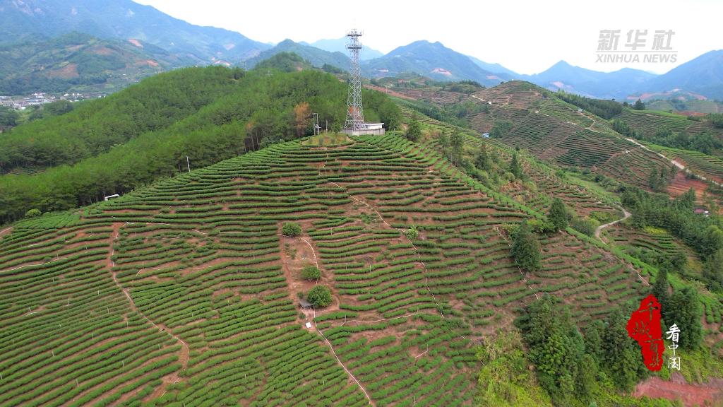 Zhang Ping Shui Xian oolong tea