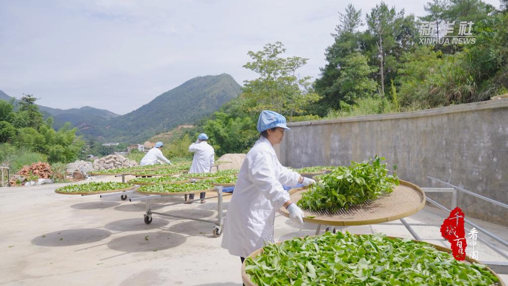 Zhang Ping Shui Xian oolong tea