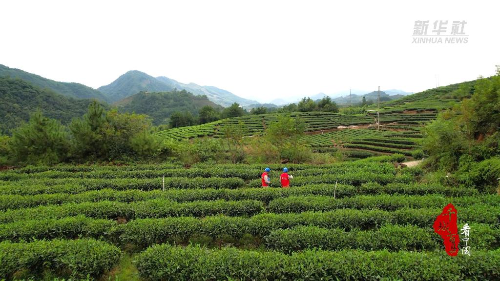 Zhang Ping Shui Xian oolong tea