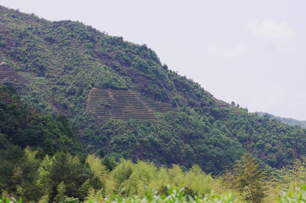 Zheng wei - Őszi Tie Guan Yin #380 - hosszú menetelés, hosszan lecsengő aroma 