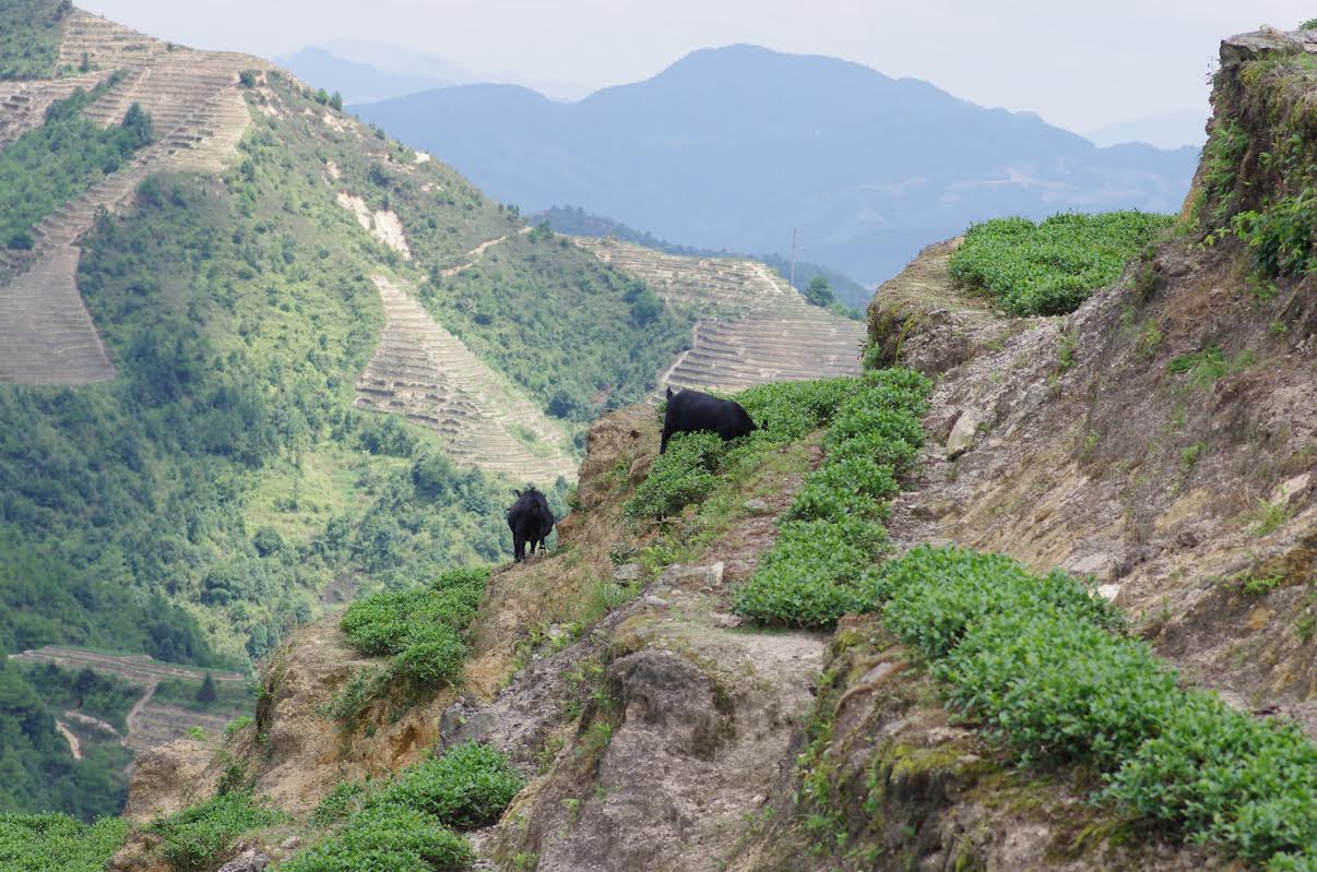 Zhang Úr illatos zöld teája