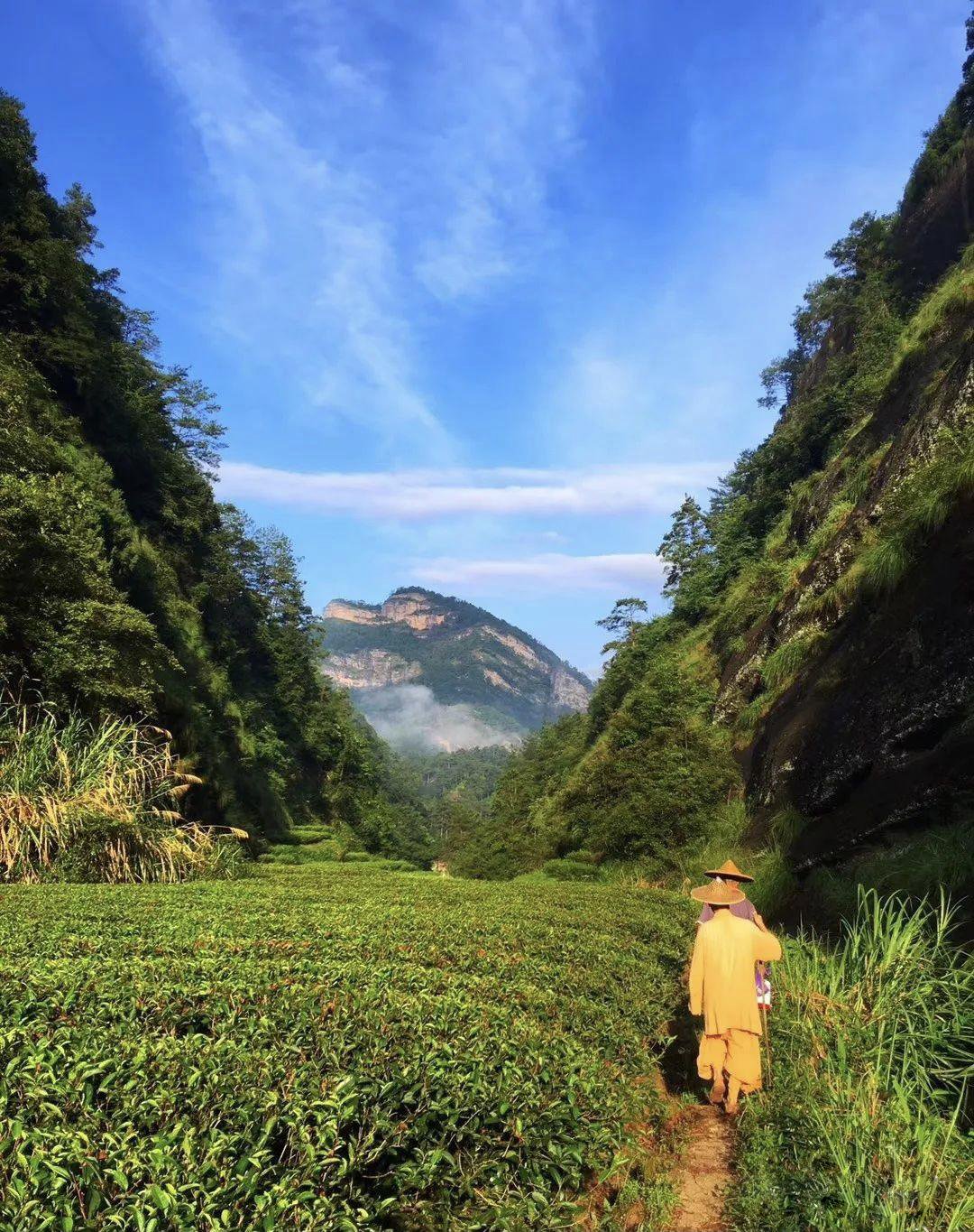 Kis bambuszerdő Rou Gui