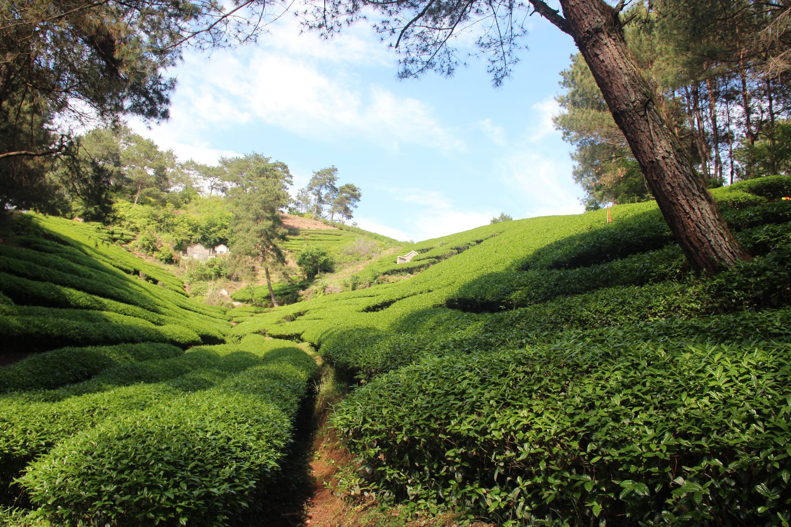 wuyi shan oolong tea