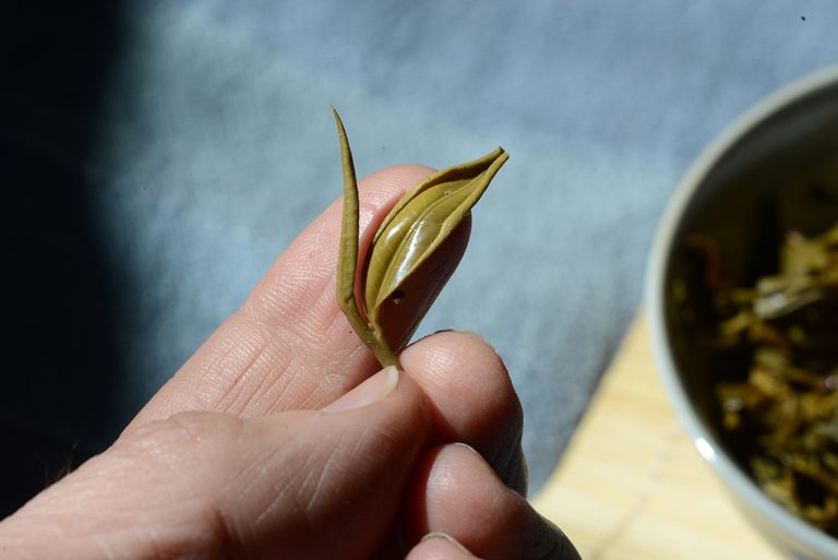 2016 Da Xue Shan sheng puerh