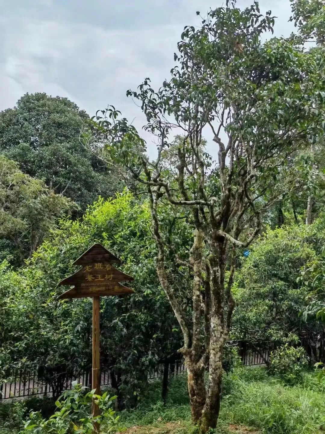 lao banzhang tea hegység