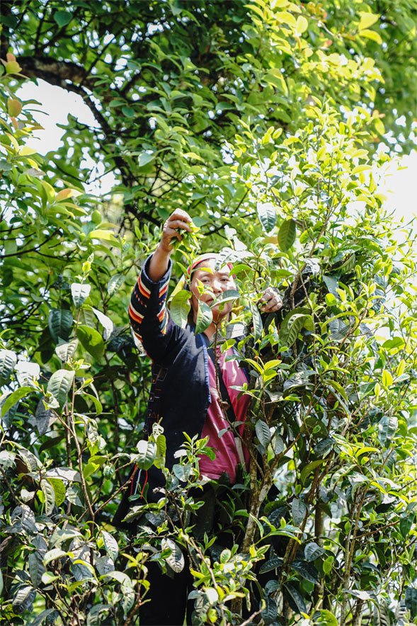 Xiaguan-Nan-Zhao-454-sheng-puerh-tea