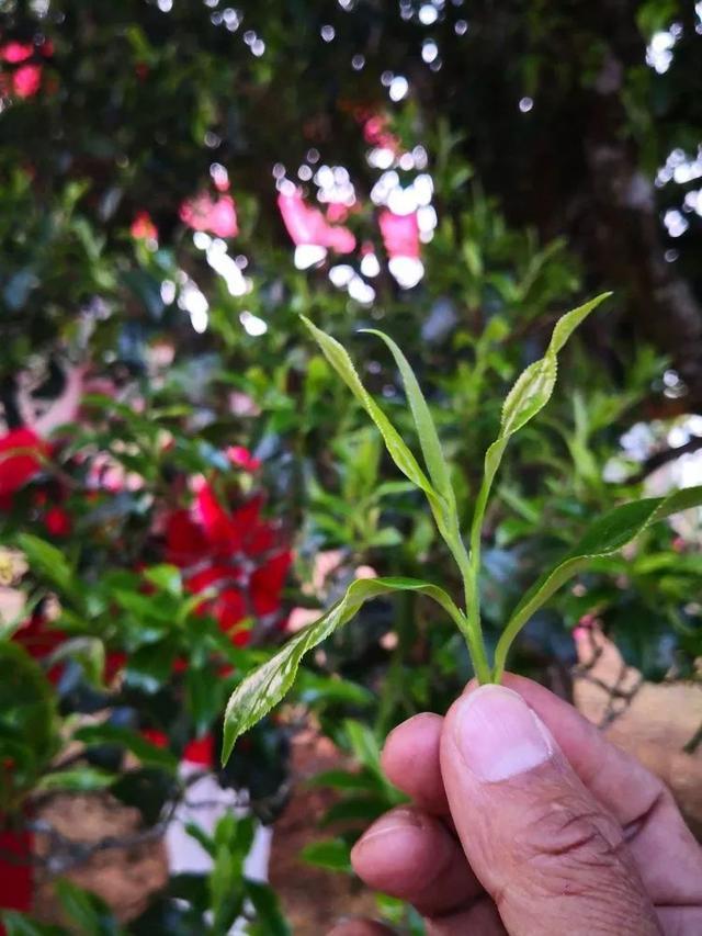 2005 bangwei wang sheng puerh tea