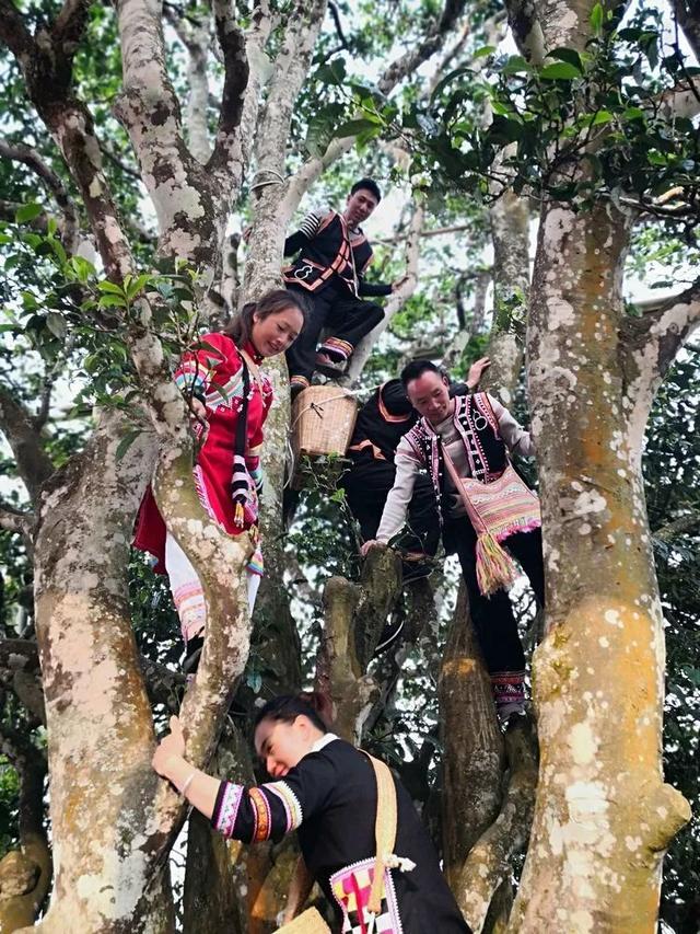 2005 bangwei wang sheng puerh tea