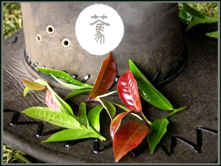 2005 Vad teafák bíbor rügyei sheng puerh tea