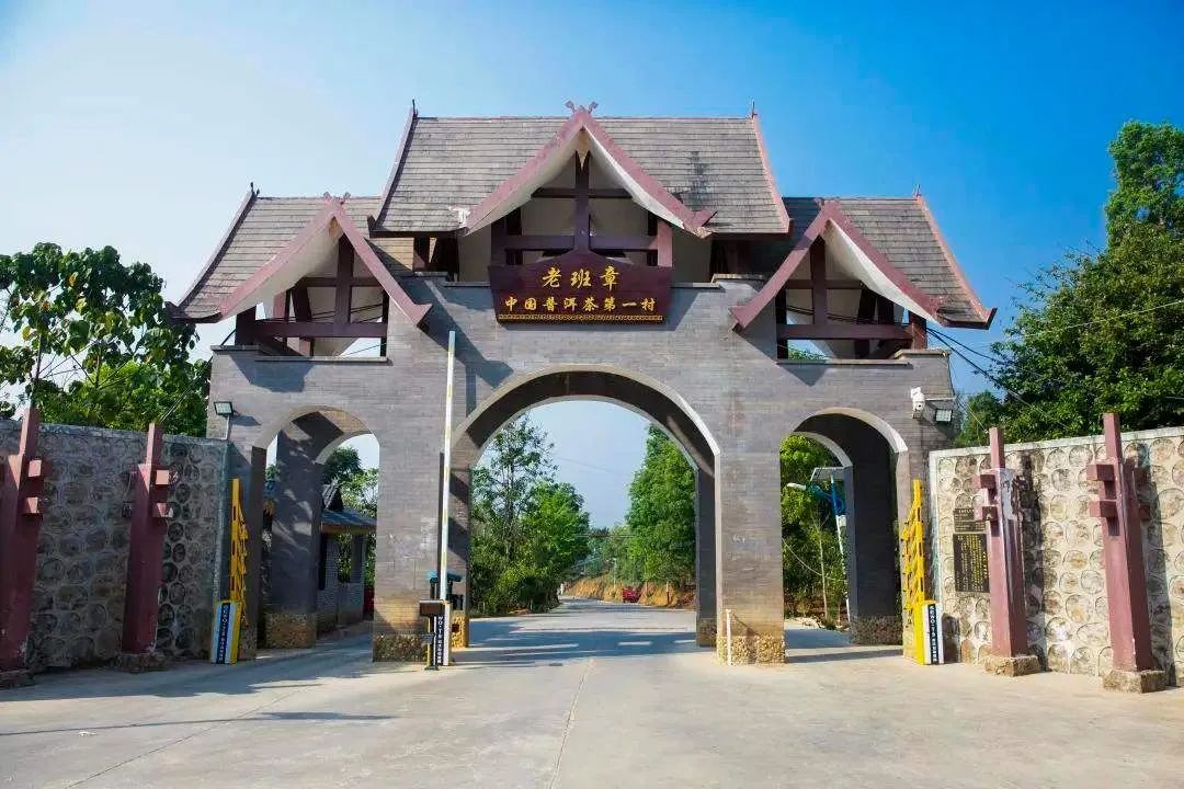 lao banzhang tea hegység