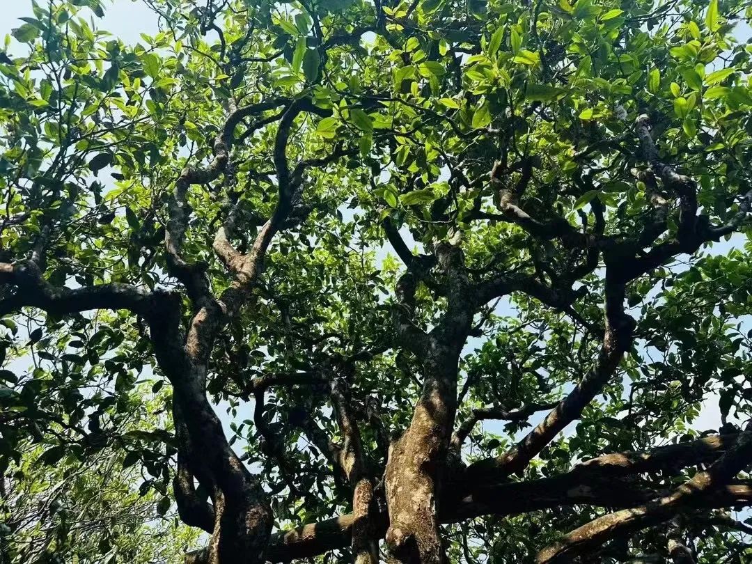 lao banzhang tea hegység