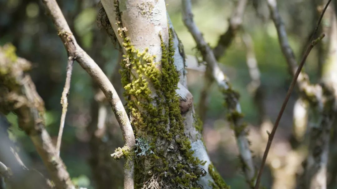 Yiwu ősi teahegység