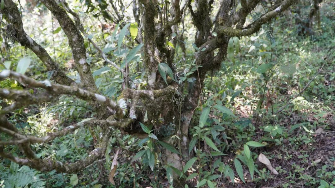 Yiwu ősi teahegység