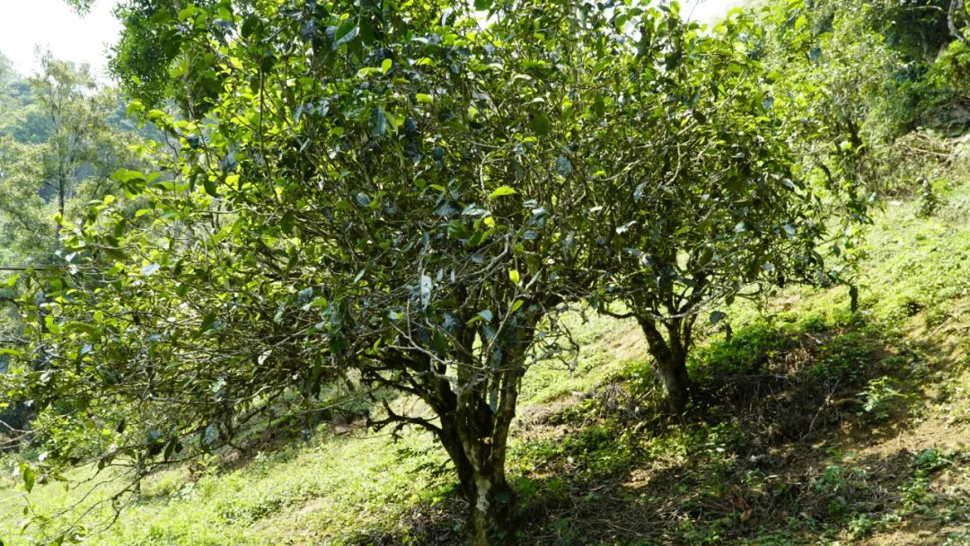 Yiwu ősi teahegység