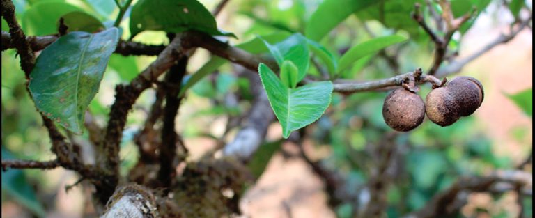2015 Lincang Bang Dong sheng puerh tea