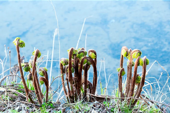 Warabi chawan matcha teáscsésze