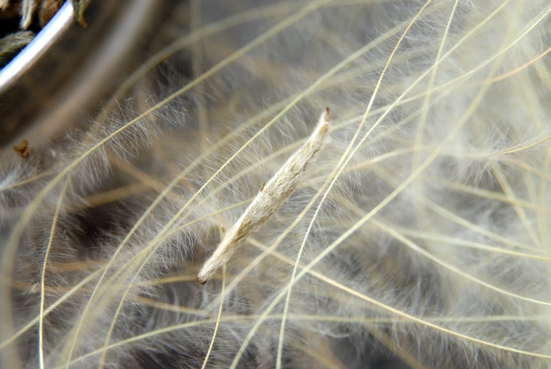 Bai Hao Yin Zhen fehér tea