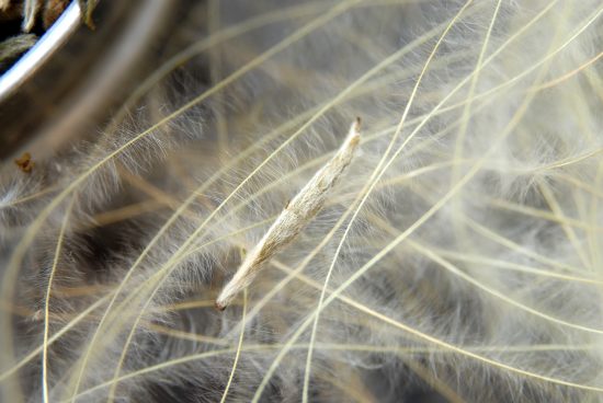 Bai Hao Yin Zhen fehér tea