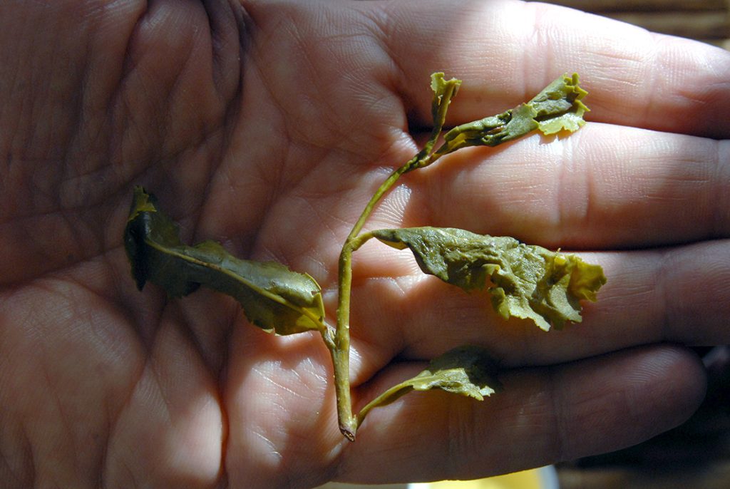 Tie guan Yin türkizzöld oolong tea