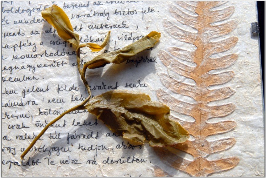 A türkizzöld oolong teákat jellemzően érett levélfázisban szedik, tehát akkor, amikor az új rügyhármas nemcsak teljesen kibomlott, de fiatal levéllé serdült.