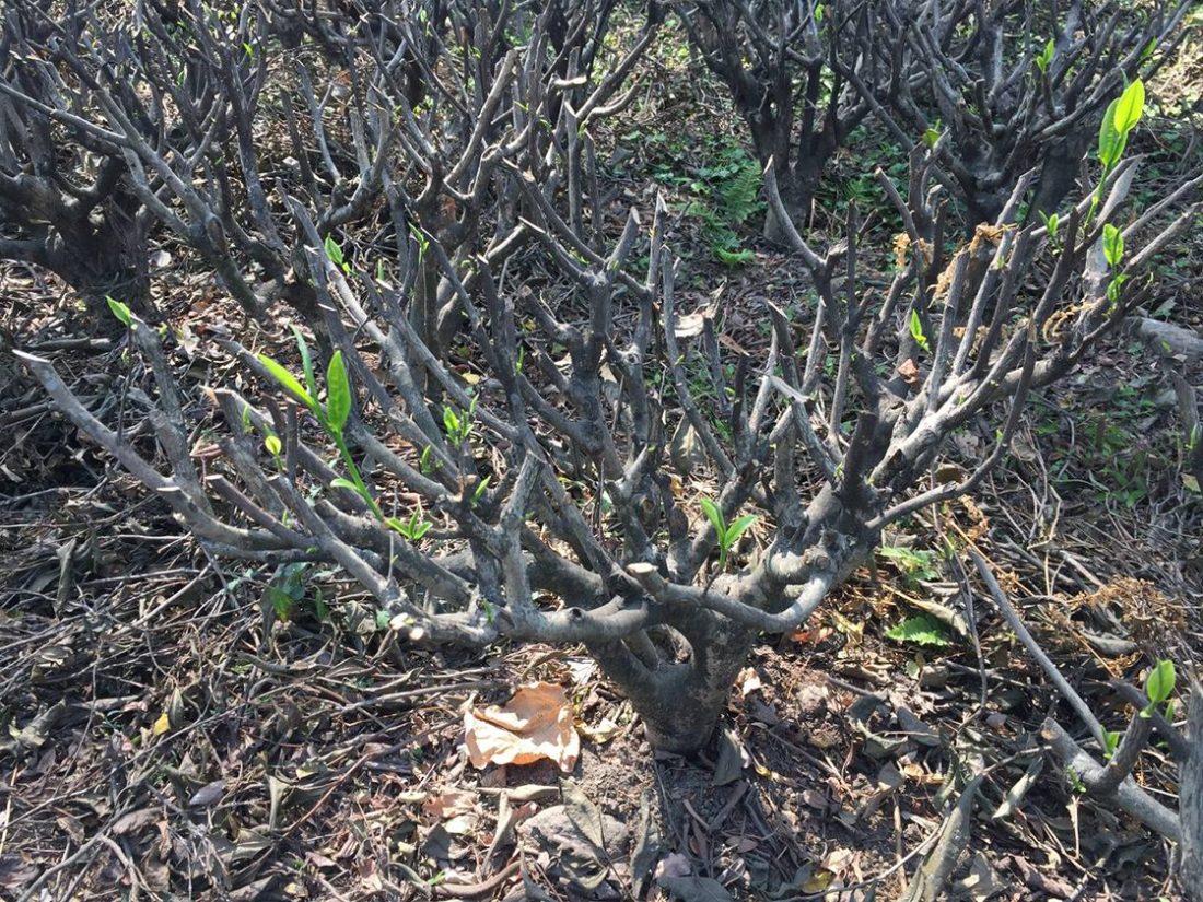 szárazság darjeelingi tea