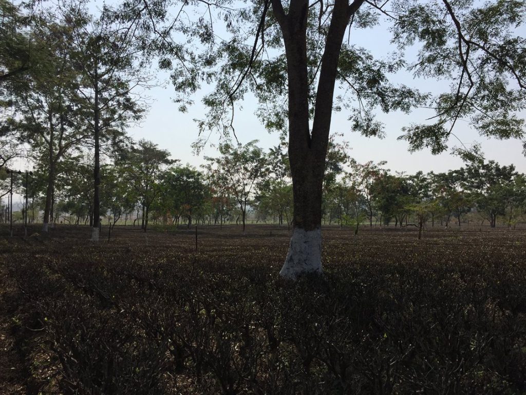 szárazság darjeelingi tea