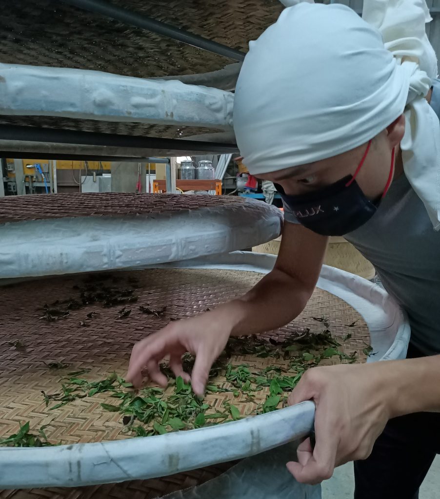 dong-fang-mei-ren-oriental-beauty-zhang-jiaqi-oolong-tea-